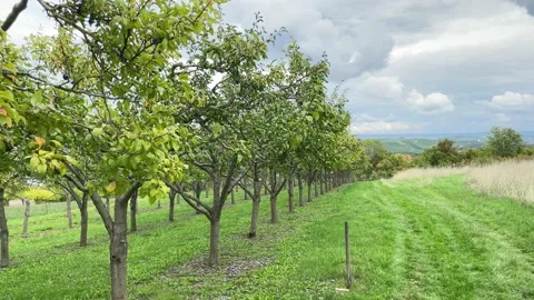 Plum tree garden Stock Footage 221648575