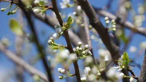 The Plum Tree That Has Just Begun To Green And Bloom, 스톡 동영상 238563410