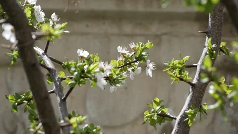 The Plum Tree That Has Just Begun To Green And Bloom,Plum Tree Beginning To.. Stock Footage 238563440