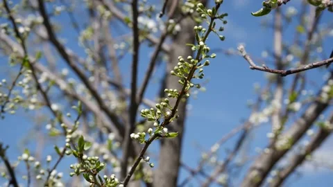 The Plum Tree That Has Just Begun To Green And Bloom,Plum Tree Beginning To.. Vídeos de archivo 238563465
