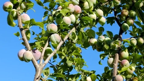 Plum tree with immature fruit 库存影片 77333224