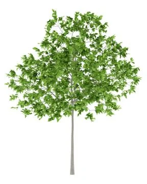 Plum tree isolated on white background. 3d illustration Stock Illustration