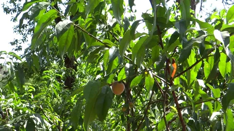 Plum tree in its natural environment with ripe fruit Stock-Footage 38013198