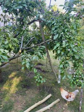 Plum tree laden with fruit and a free-range chicken Stock Photos