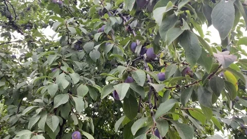 Plum Tree Leaves and Plums Swaying in the Wind Stock Footage 313889885