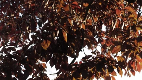 Plum Tree Leaves Shaking Strongly in Powerful Wind Stock Footage 331925865