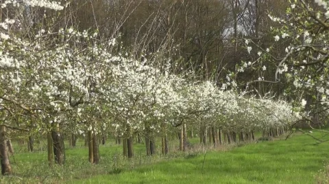 Plum Tree Orchard in full White Spring blossom flowers Stock-Footage 50307275