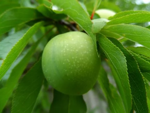 Plum on tree Foto stock
