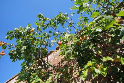 Plum tree Stock Photos