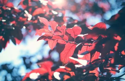 Plum tree Stock Photos