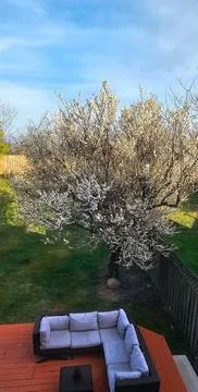 Plum tree Stock Photos