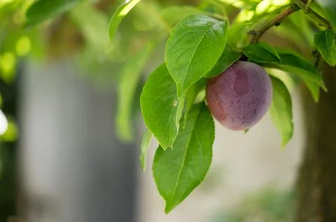 Plum on the tree Stock Photos