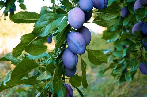 Plum Tree with ripening Plums Stock Photos