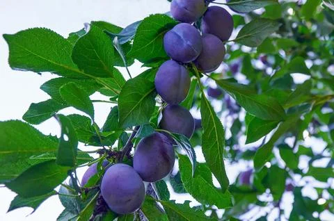 Plum Tree with ripening Plums Stock Photos
