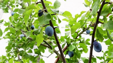 A plum tree in summer 4k 30fps video Stock Footage 246540671