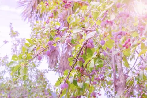 Plum tree in sunlight, summer day Foto stock