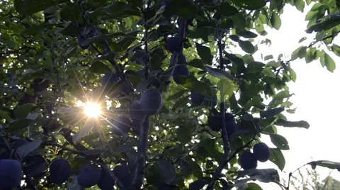 Plum tree, The sun's rays passing through the branches Stock Footage 53249505