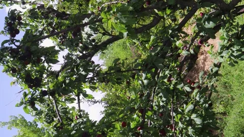 A plum tree in Wardak Province Stock Footage 274868034