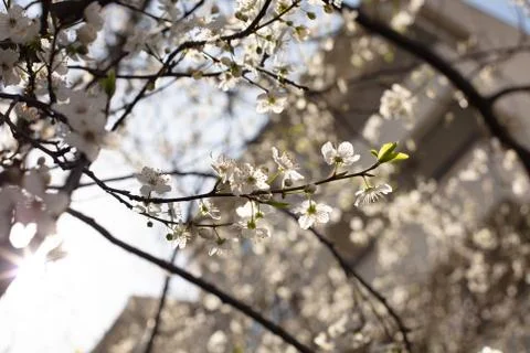 Plum tree with white flowers and buds Stock Photos