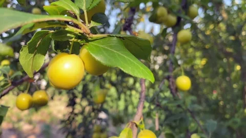 A plum on a tree, a yellow plum. Young fruit trees. Sunny day. Vídeos de archivo 244158989