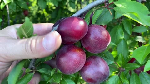 A plum on a tree, a yellow plum. Young fruit trees. Sunny day. Vidéo 244160567