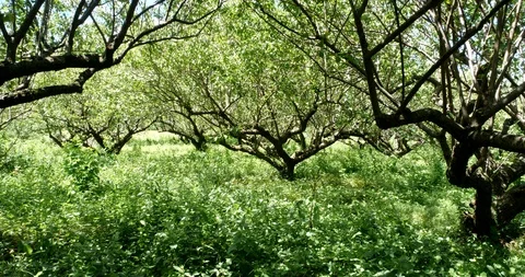 Plum trees Stock Footage 93833099