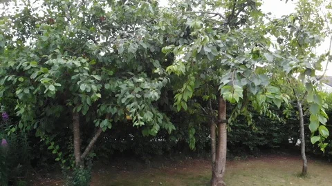 Plum trees that grow in summer Stock Footage 121747111