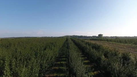 Plum trees orchard Stock Footage 70993764