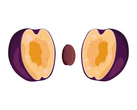 Plum two halves with seed Stock Illustration