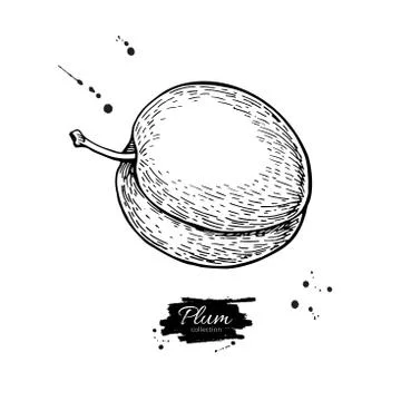 Plum vector drawing. Hand drawn isolated fruit. Summer food Stock Illustration