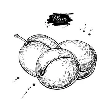 Plum vector drawing. Hand drawn isolated fruit. Summer food Stock Illustration