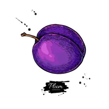 Plum vector drawing. Hand drawn isolated fruit. Summer food  ill Stock Illustration