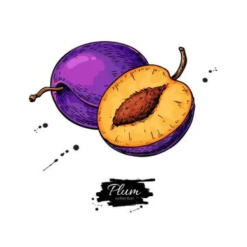 Plum vector drawing. Hand drawn fruit and sliced pieces. Stock Illustration
