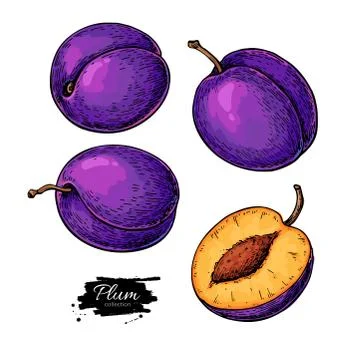 Plum vector drawing set. Hand drawn fruit and sliced pieces. Stock Illustration