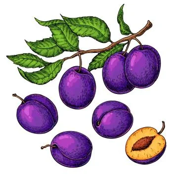 Plum vector drawing set. Hand drawn fruit, branch and sliced pie Stock Illustration