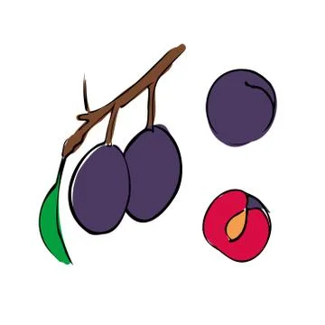 Plum. Vector illustration. Blue fruit, green leaf, branch isolated on white Stock Illustration