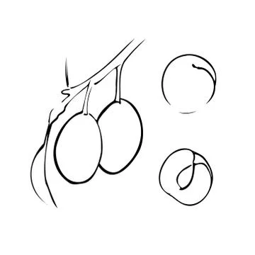 Plum. Vector illustration. fruit, leaf, branch isolated on white background Stock Illustration