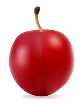 Plum vector illustration Illustrazione stock