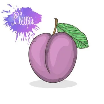 Plum vector illustration Stock Illustration