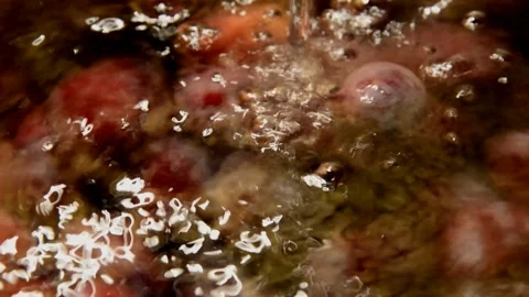 Plum is washed Stock Footage 256107499