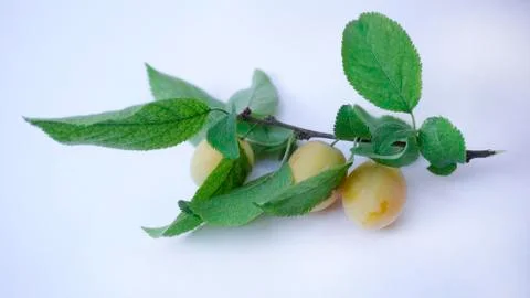 Plum on a white background Stock Photos