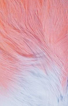 Plumage background Stock Photos