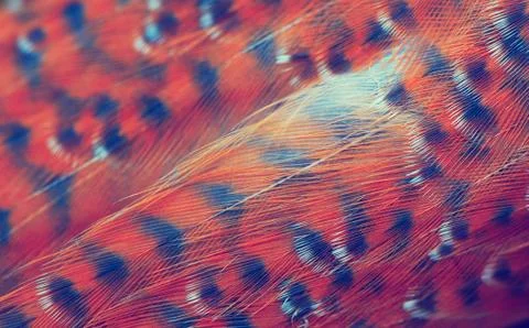 Plumage background Stock Photos