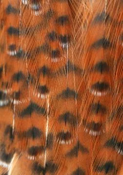 Plumage background Stock-Fotos