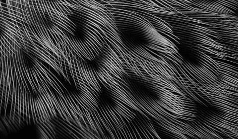 Plumage background Foto stock