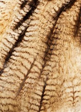 Plumage background Stock Photos