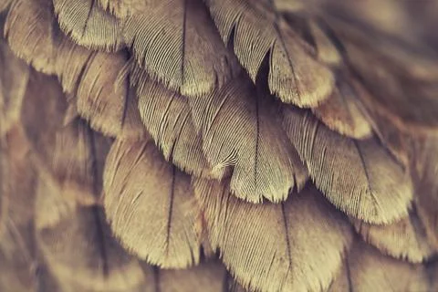 Plumage background Stock Photos