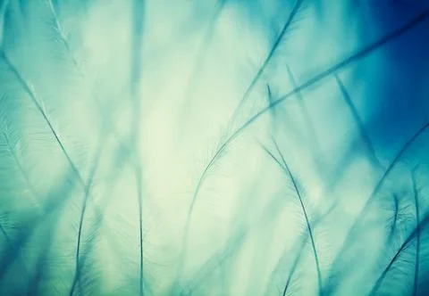 Plumage background Foto stock