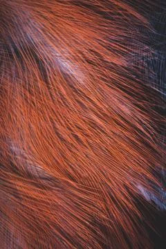 Plumage background Stock Photos