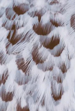 Plumage background Stock Photos